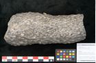 Foto (Objekt + Etikett) von Knorria imbricata Sternbg. (NHMW-GEO-2024-0188-11041)